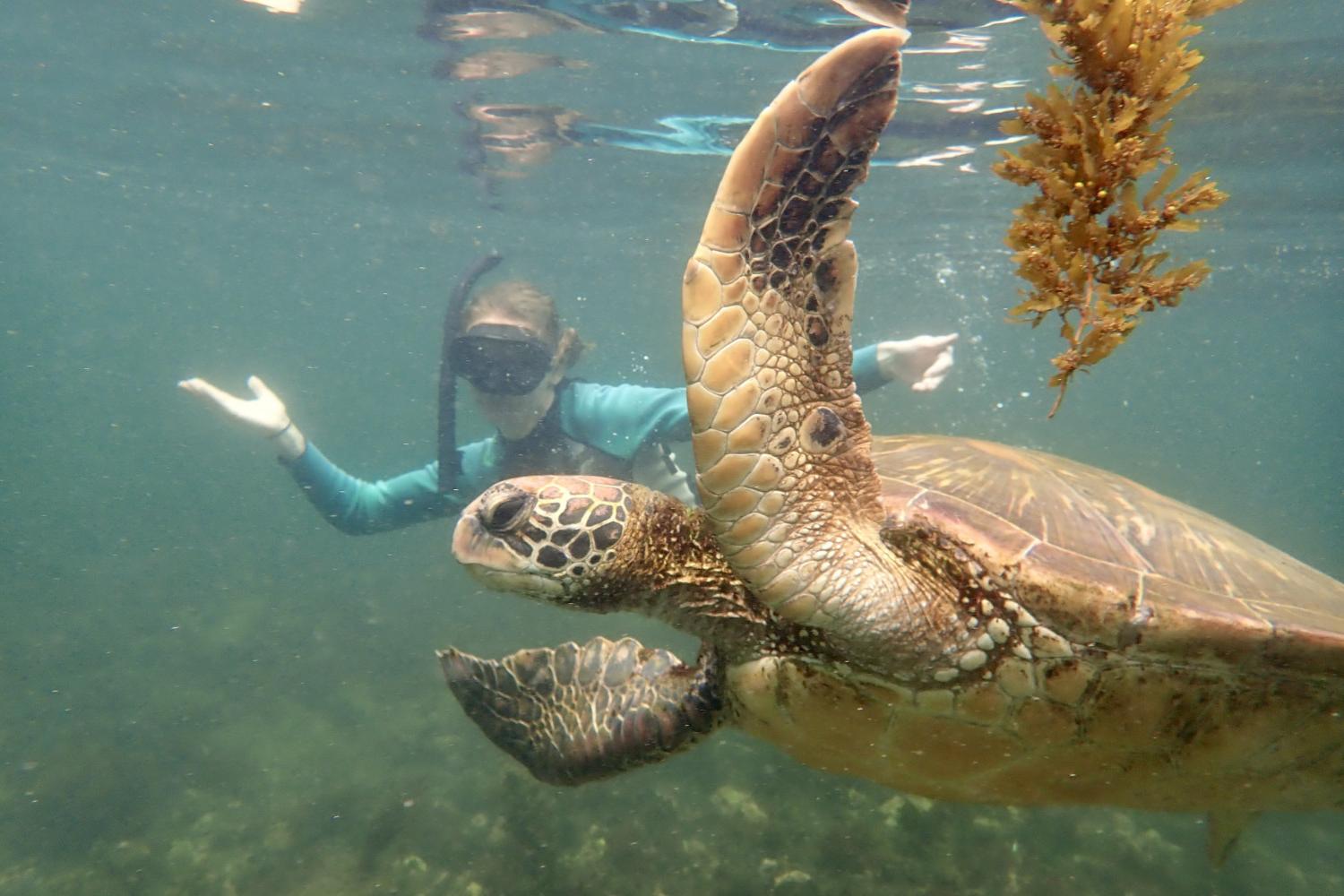 一名<a href='http://xxbtdz.lfkgw.com'>bv伟德ios下载</a>学生在Galápagos群岛游学途中与一只巨龟游泳.